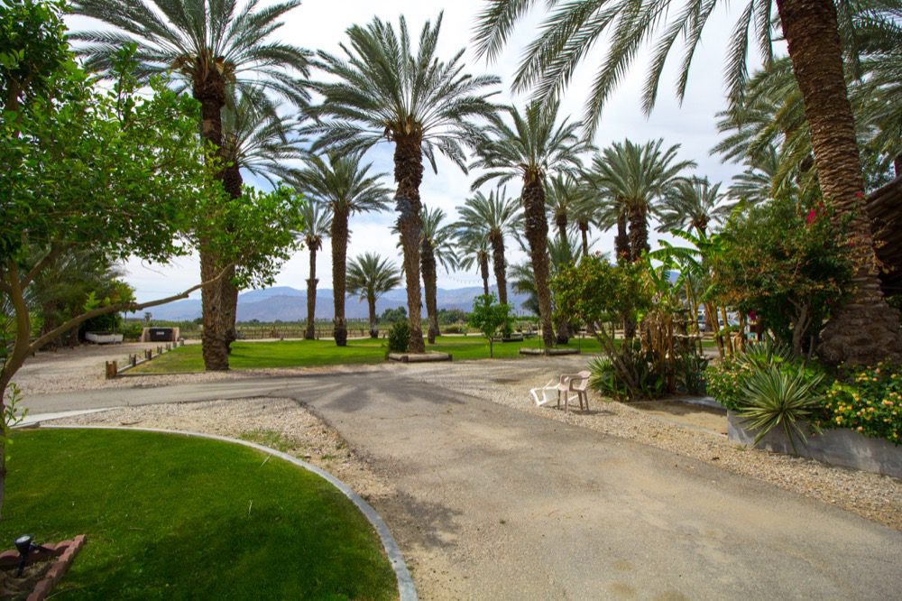 A view of palm trees and grass in the distance.
