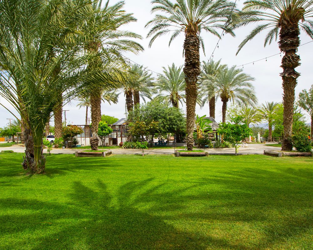 A park with palm trees and grass in the foreground.